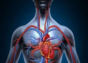 Cœur en bonne santé